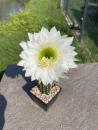 Trichocereus Hybrid weiss